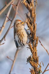 Common redpoll perching on dry evening primrose stems on blurred background