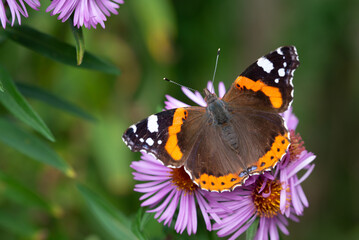 A butterfly, an admiral (Vanessa atalanta) sits on purple asters, against a green background, in nature