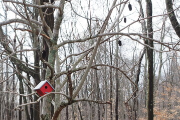 The red bird house is hanging on the tree on a winter day.