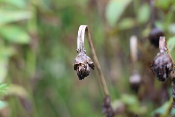 young flowers that have withered before blooming