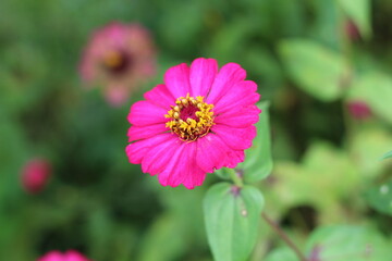 Fototapeta premium pink flowers growing in the garden