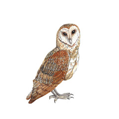 Animal Illustration: Barn Owl, watercolor