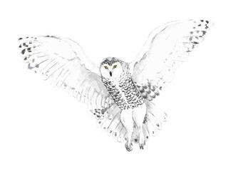 Animal Illustration: Snowy Owl, watercolor