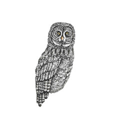 Animal Illustration: Great Grey Owl