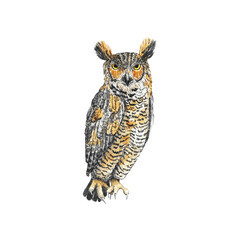 Animal Illustration: Great Horned Owl