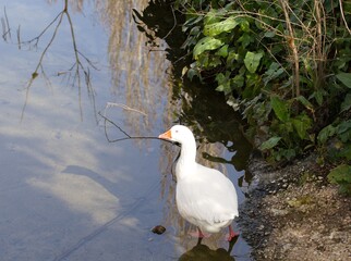BEAUTIFUL WHITE GOOSE WITH BLUE EYES ON THE RIVER