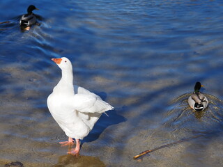 BEAUTIFUL WHITE GOOSE WITH BLUE EYES ON THE RIVER