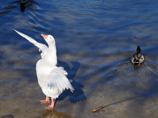 BEAUTIFUL WHITE GOOSE WITH BLUE EYES ON THE RIVER