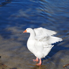 BEAUTIFUL WHITE GOOSE WITH BLUE EYES ON THE RIVER