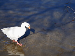 BEAUTIFUL WHITE GOOSE WITH BLUE EYES ON THE RIVER