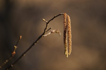 branches in the morning