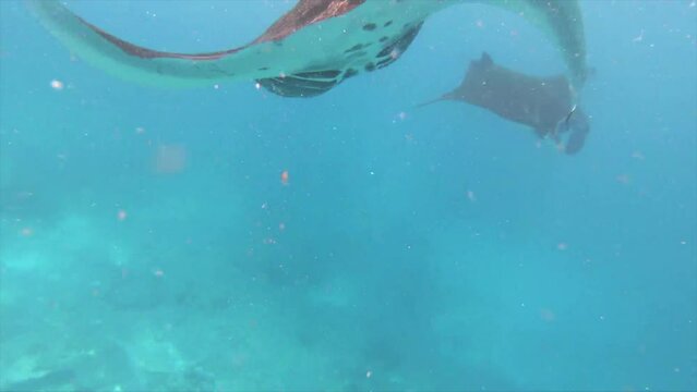 underwater 1 stingray