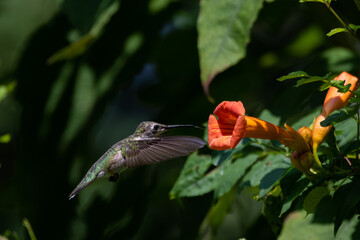 Naklejka premium Hummingbird