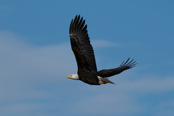 Bald Eagle Flying