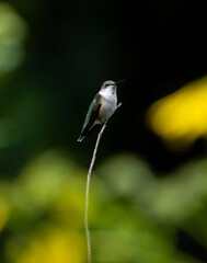 Hummingbird