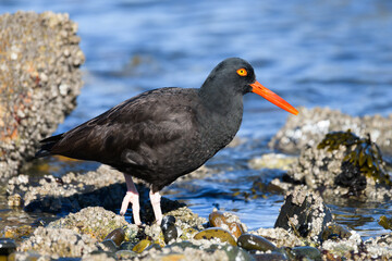 Black Oystercater in close up walking along a rocky shoreline with long orange bill and yellow eye