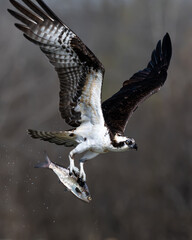 Osprey with a fish