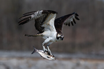 Osprey with a fish