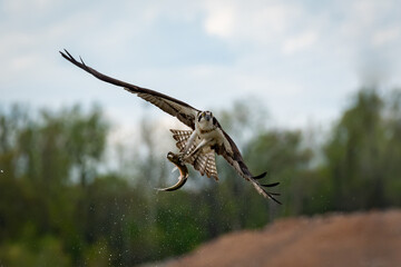 Osprey with a fish