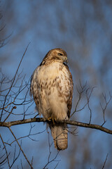 Hawk