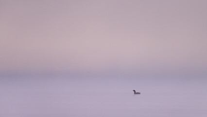 Sunrise Ducks