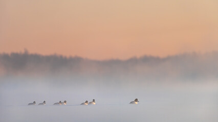 Sunrise Ducks