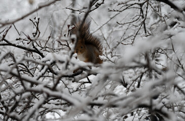 A squirrel sitting on a branch in the woods during winter