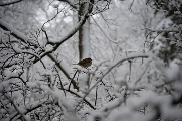 A sparrow standing on a branch in cold winter