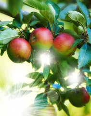 Fresh apple in the garden. Fresh apple in the tree.