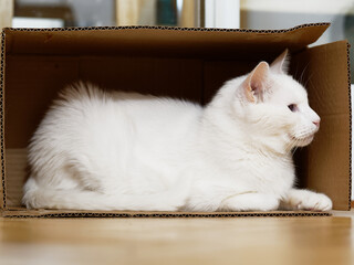 White cat inside box - 489616267
