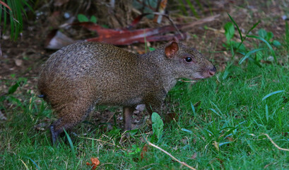 A Central American Agouti (Dasyprocta punctata) feeding, shot near Playa Del Carmen, Mexico.