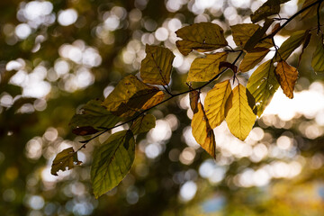 autumn leaves in the warm evening sunlight