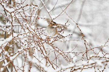 PITTSBURGH, PA, USA - FEBRUARY 5TH 2022: wild birds are feeding in the frozen winter forest covered in snow after an ice rain hit Pennsylvania.  The icicles shine in the sun. It looks beautiful.