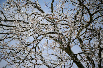 PITTSBURGH, PA, USA - FEBRUARY 5TH 2022: The frozen forest is covered in snow and the icicles shine in the sun after an ice rain hit Western Pennsylvania. It looks like a beautiful winter fairytale.