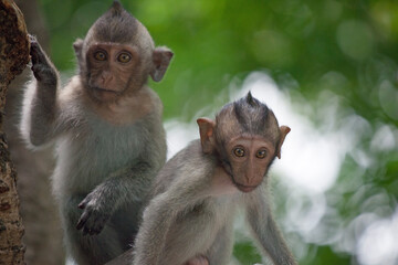 可愛いサル