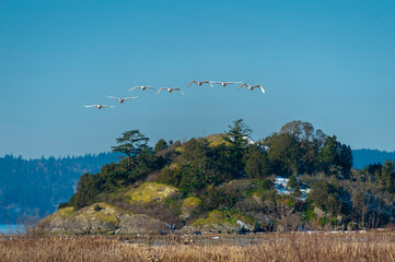 Trumpeter Swans in Flight Beginning Their Migration to Alaska. The Skagit Valley supports the largest concentration of wintering Trumpeter Swans in North America. Seen here in the Skagit Valley, WA. © LoweStock