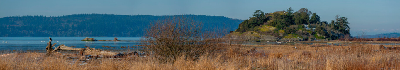 Perched Immature Bald Eagle Eyeing Trumpeter Swans in Skagit Bay. Hoping for a meal of duck or swan this eagle waits patiently in the Fir Island Farms State Fish and Wildlife Reserve in Washington.