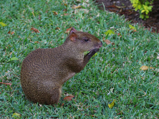 A Central American Agouti (Dasyprocta punctata) feeding, shot near Playa Del Carmen, Mexico.