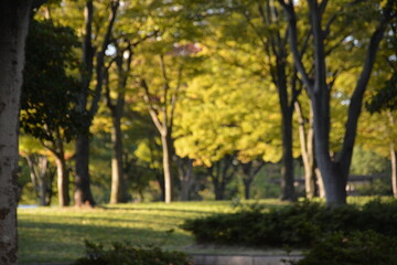 Naklejka premium 森林