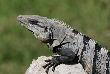 The face of a Black Spiny-tailed Iguana (Ctenosaura similis) sitting on a rock, shot in Playa Del Carmen, Mexico.