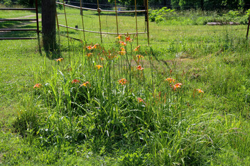 backyard wild flowers blooming wire fence uncut natural wild flower tall grass yard wild garden