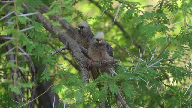 White-headed Mousebird - Colius leucocephalus bird in Coliidae, found only in east Africa, Somalia and Kenya, Ethiopia and Tanzania, it inhabits arid bushland, long tail and crest on the head.
