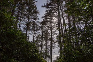 Light through the Trees