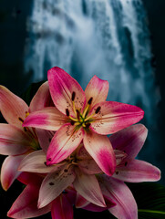 Pink Lilies in Front of a Waterfall