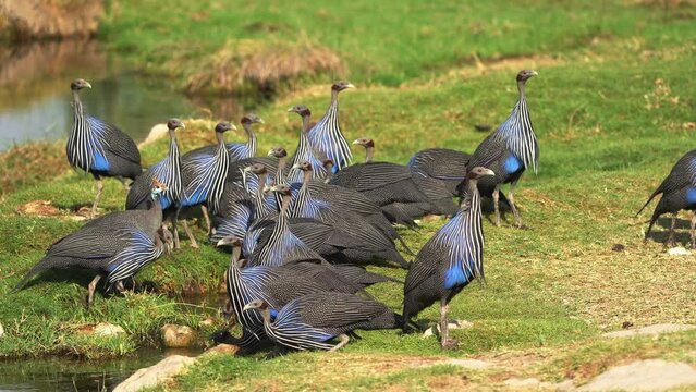 Vulturine Guineafowl - Acryllium vulturinum the largest extant species of guineafowl. Big ground gregarious bird with blue polumage in savannah of Kenya, running animal. Drinking water from the pond.