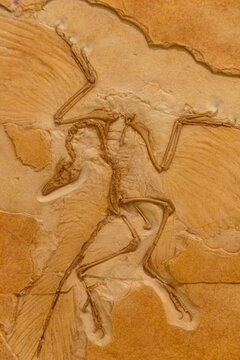 Fossil stone carving on a wall