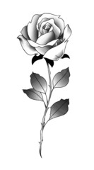 Rose Flower Drawing Aesthetic, Rose Beauty Vector Line art, Floral Line Art Hand Drawn Collection, Sketch Outline with Pastel Watercolor.