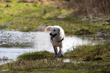 Obraz premium Golden retriever in forest walking out of puddle