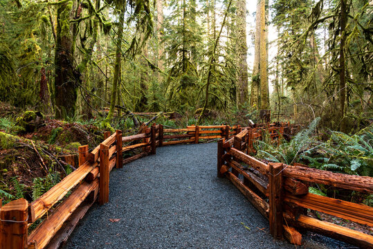 Cedar Split Rail Fence Along Path Through Moss Covered Trees at Cathedral Grove, MacMillan Provincial Park, Vancouver Island, B.C.