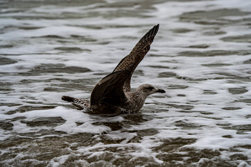 Seagull with wings spread ready to take off